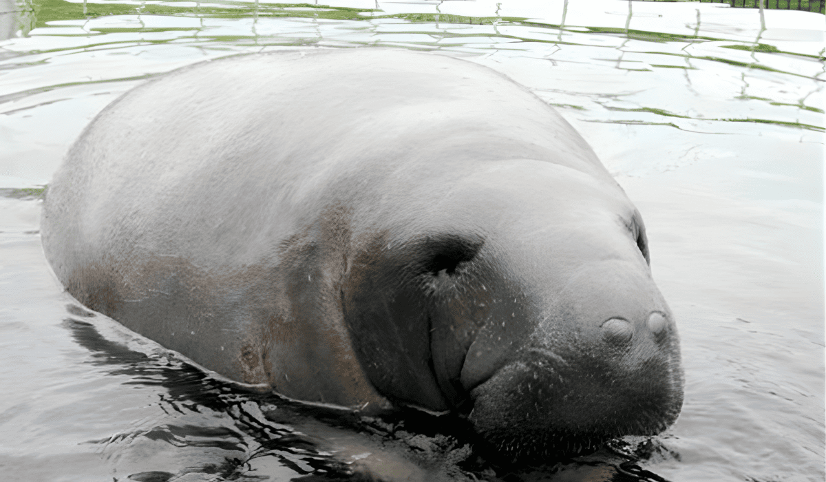 Xel-Há Grupo XCARET Fauna